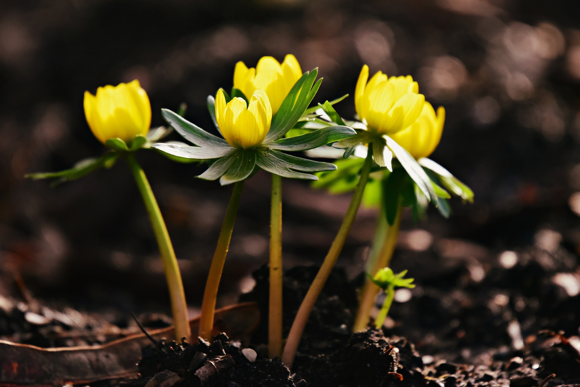 The Earliest-Blooming Spring Bulbs | Almanac.com